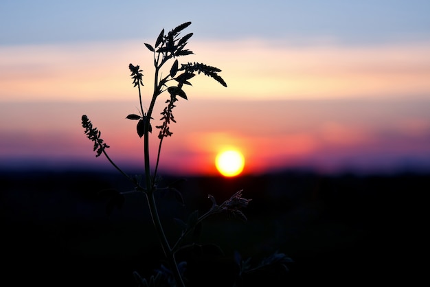 Le piante di sagoma fioriscono contro il sole al tramonto