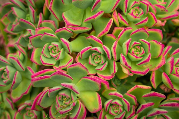 Le piante grasse con foglia rosa delineano un bellissimo sfondo naturale