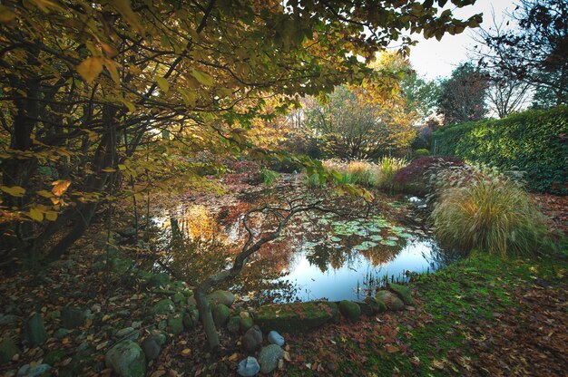 Le piante in autunno si riflettono in uno stagno