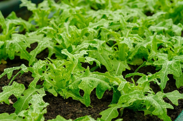 Le piante in crescita Insalata di rucola fresca biologica