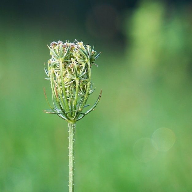 le piante isolate nel giardino nella natura