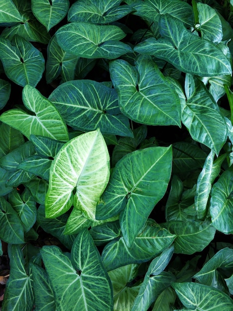 Le piante nella giungla sono grandi foglie verdi.