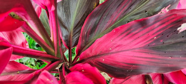 Le piante ornamentali prosperano nei giardini tropicali chiamati Hanjuang o Cordyline Fruticosa in latino