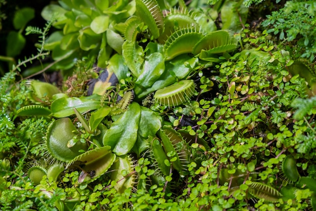 Le piante sono predatori. Giardino botanico di piante acchiappa insetti. fiori rari insoliti