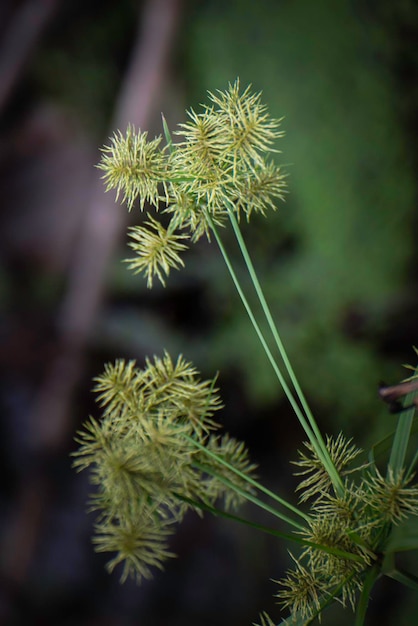 Le piante verdi crescono in natura