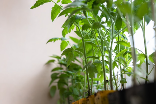 Le piantine crescono in contenitori separati. Giovani cespugli di piantine di pomodoro sono sul davanzale della finestra.