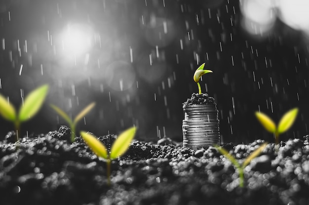 Le piantine crescono sulle monete poste a terra, pensando alla crescita finanziaria.