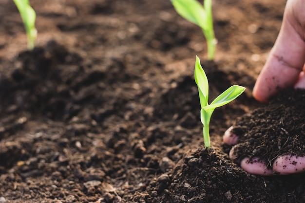 Le piantine di mais stanno crescendo dal terreno fertile.