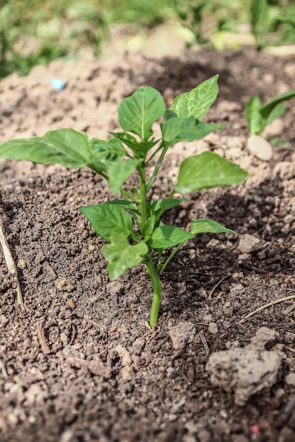 Le piantine di peperone crescono nel giardino del giardino