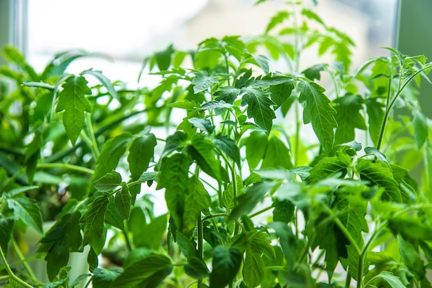 Le piantine di pomodori crescono in primavera. Messa a fuoco selettiva.