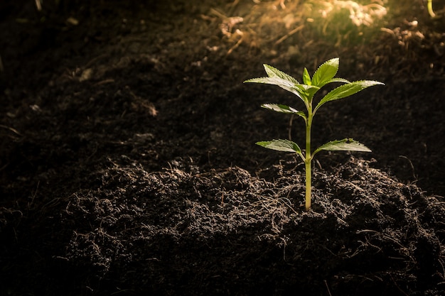 Le piantine stanno crescendo dal terreno fertile.