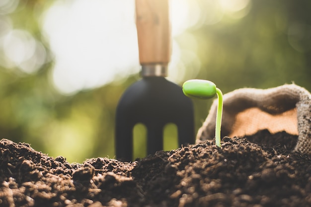 Le piantine stanno crescendo dal terreno fertile.