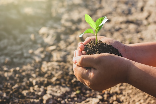 Le piantine stanno crescendo nelle mani dei bambini che stanno per piantare in terreno asciutto, concetto di ambiente.