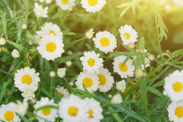 Le piccole camomille bianche nell'erba all'alba Trama