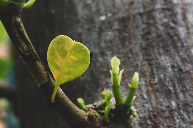 Le piccole foglie assomigliano a una forma di cuore su uno sfondo di grande spazio ad albero per il testo.