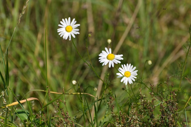 Le piccole margherite si sono rivolte al sole nel prato estivo nella regione di Mosca in Russia