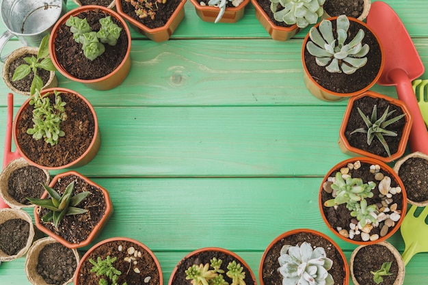 Le piccole piante succulente sono pronte per la fine del trapianto su su fondo di legno