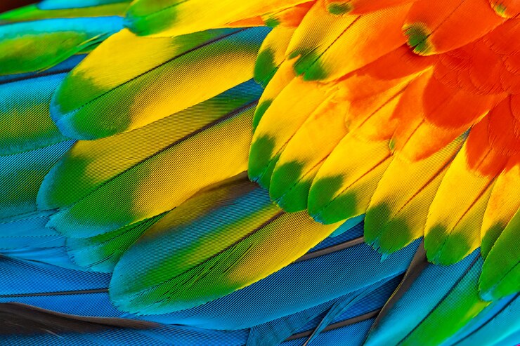 Le piume variopinte del pappagallo dell'ara con il blu giallo arancione rosso per il fondo della natura
