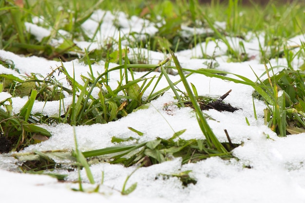 Le prime erbe primaverili crescono attraverso la neve. La primavera sta arrivando