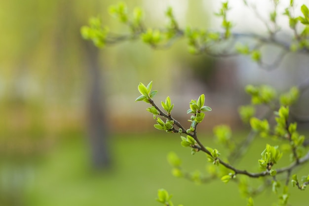 Le prime foglie e germogli primaverili su un bel verde