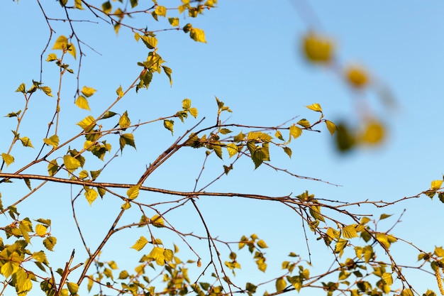 Le prime foglie giovani sugli alberi nella stagione primaverile, in natura in primavera, si chiudono