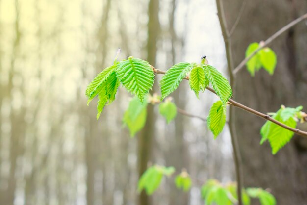 Le prime foglie verdi nella foresta primaverile Giovani foglie di nocciola Corylus avellana Sfondo naturale
