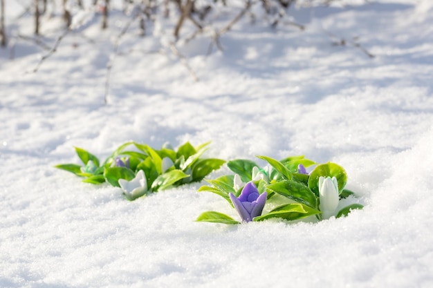 Le prime gocce di neve in forma di sapone fatto a mano si fanno strada da sotto la neve bianca e soffice