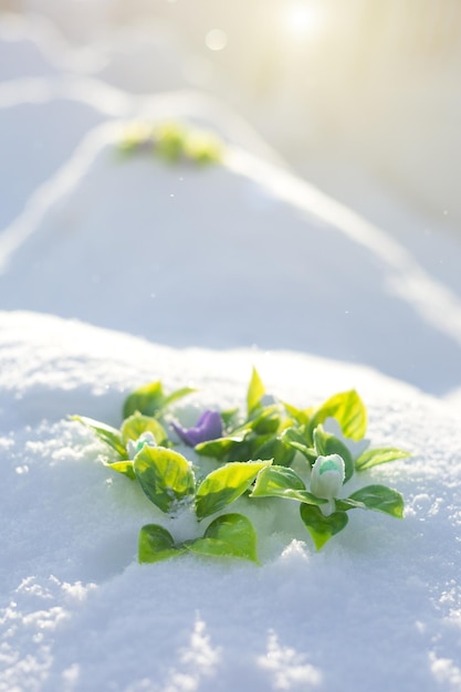 Le prime gocce di neve sotto forma di sapone fatto a mano si fanno strada da sotto la neve bianca e soffice