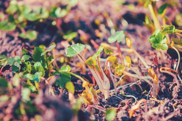 Le prime verdure primaverili in campo