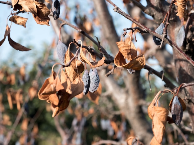 Le prugne blu si sono seccate sui rami. Malattia degli alberi, perdita dei raccolti.