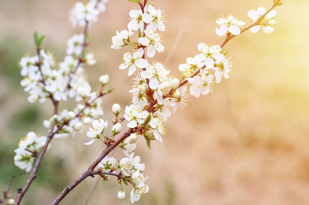 Le prugne o le prugne sbocciano fiori bianchi all'inizio della primavera in natura. messa a fuoco selettiva. bagliore