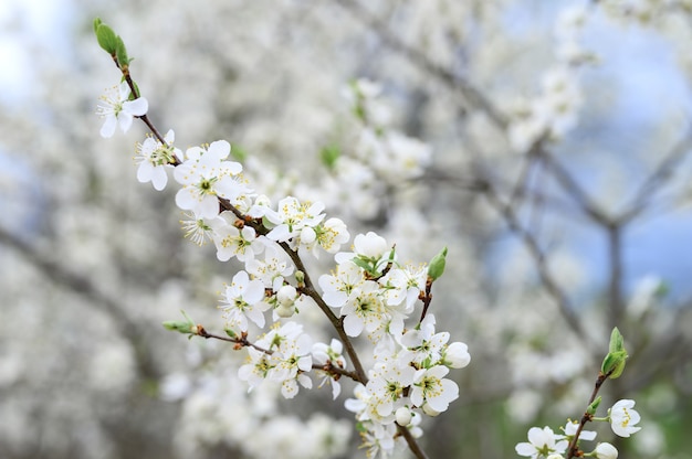 Le prugne o le prugne sbocciano fiori bianchi all'inizio della primavera in natura.