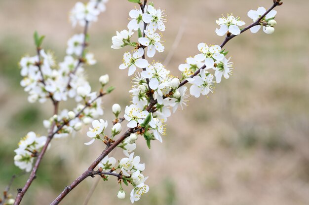 Le prugne sbocciano fiori bianchi all'inizio della primavera in natura