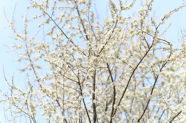 Le prugne sbocciano fiori bianchi all'inizio della primavera in natura