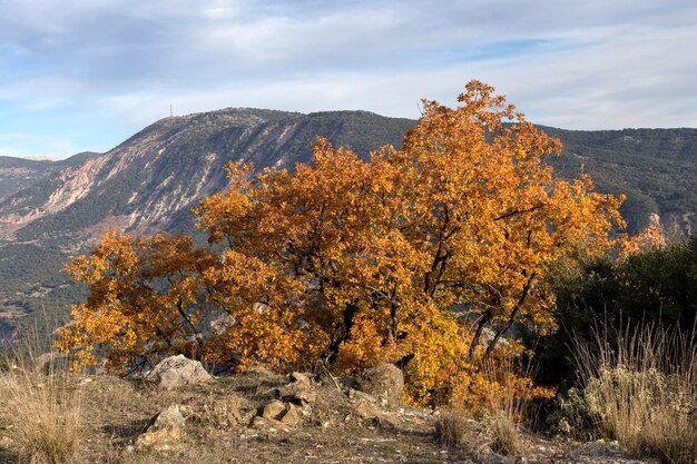 Le querce autunnali crescono sullo sfondo delle montagne e del cielo blu in una giornata di sole