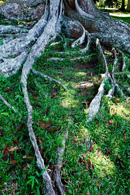 Le radici dell&#39;albero