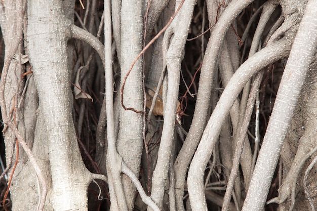 Le radici dell&#39;albero