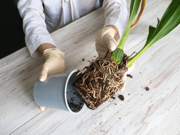 Le radici dell'orchidea vengono estratte dal vaso di fiori. Malattie delle radici di orchidee, riproduzione di orchidee Cambria. Cura delle radici della pianta d'appartamento. Tagliare le radici. Floricoltura domestica, concetto di cura delle piante.