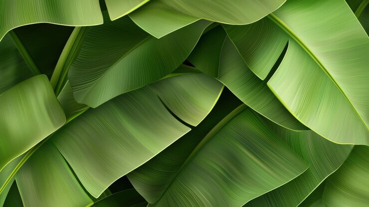 Le rigogliose foglie di banana verde creano un arazzo vibrante in una giungla tropicale