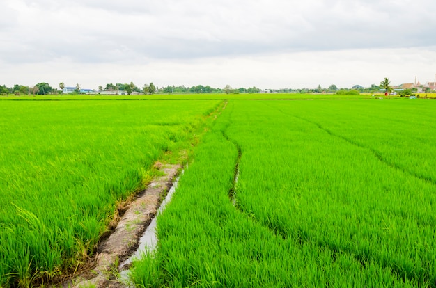 Le rigogliose risaie dell&#39;agricoltura, Tailandia.