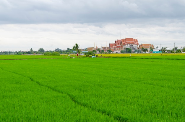 Le rigogliose risaie dell&#39;agricoltura, Tailandia.