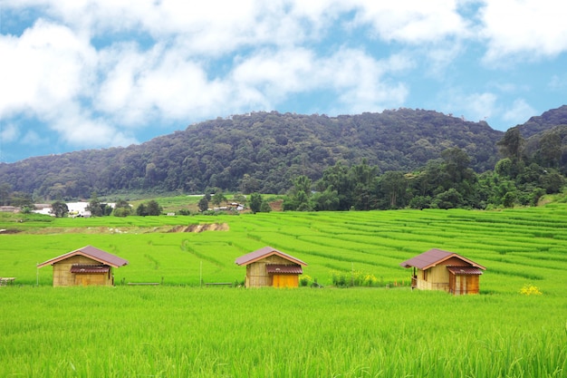 Le risaie a terrazze e tre capanne a nord dell'agricoltura della Tailandia coltivano