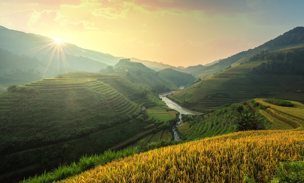 Le risaie del Vietnam preparano il raccolto a nord-ovest del Vietnam. Paesaggi del Vietnam