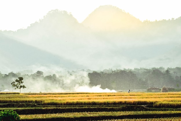 Le risaie ingialliscono durante la raccolta del riso con uno sfondo di montagna a Ponorogo, East Java, Indonesia