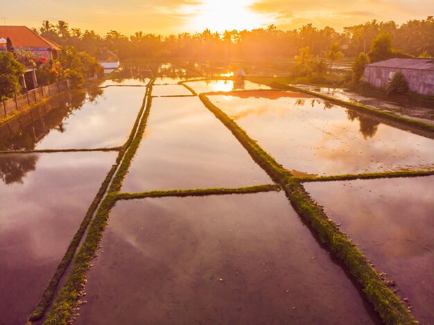 Le risaie sono allagate dall'acqua Risaie allagate Metodi agronomici di coltivazione del riso nei campi Allagamento dei campi con l'acqua in cui viene seminato il riso Vista da drone