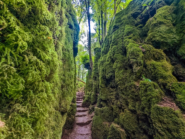 Le rocce ricoperte di muschio di Puzzlewood, un bosco vicino a Coleford Royal Forest of Dean, Regno Unito