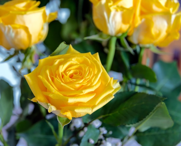 Le rose gialle si chiudono sull'immagine della foto macro