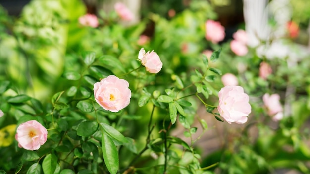 Le rose rosa fioriscono in un giardino.