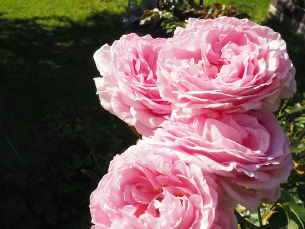 Le rose rosa sono in fila all'ombra.