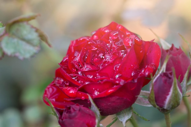 Le rose rosse si chiudono sullo sfondo